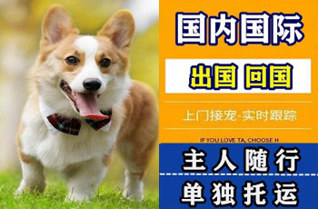 阿勒泰地区宠物托运公司阿勒泰地区宠物托运公司阿勒泰地区宠物托运公司