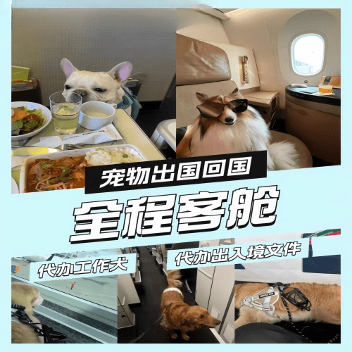 阿勒泰地区宠物托运到白俄罗斯宠物入境规定和要求